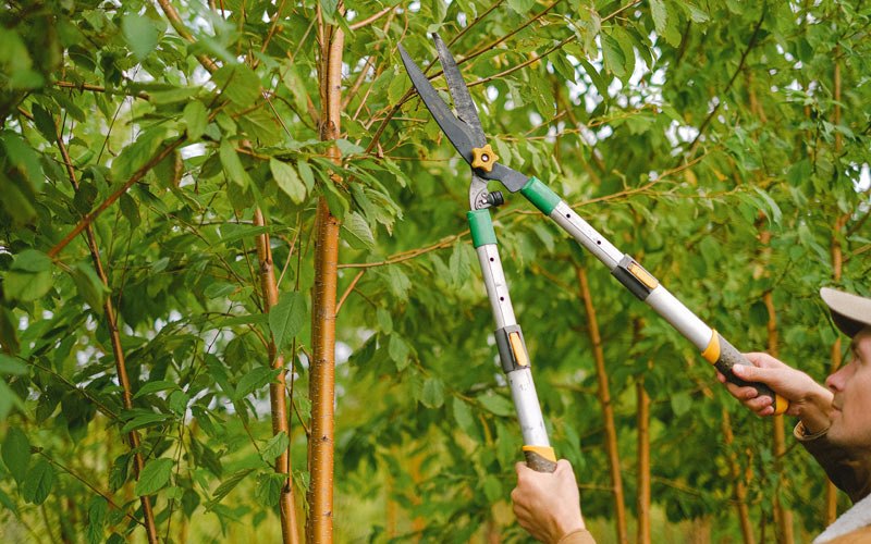 Tree trimming in Craftsbury Common, VT