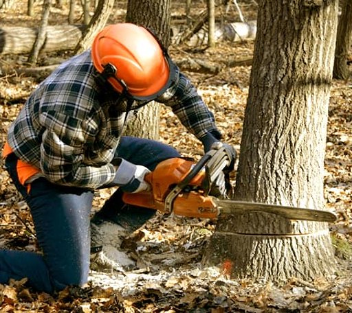 Tree Removal in Craftsbury Common, VT